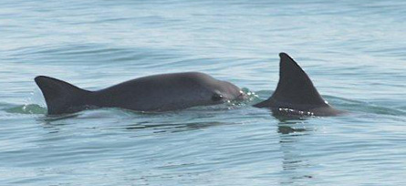 The vaquita, a small porpoise endemic to Mexico's Gulf of California, is the world's smallest and most endangered: small marine cetacean. With fewer than 200 left, high levels of entanglement in fishing gear threaten imminent extinction if current trends continue. Vaquitas are so rare that there are few photographs of them alive. Photograph courtesy of WWF © Thomas A. Jefferson